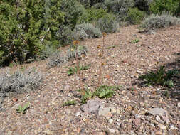 Plancia ëd Balsamorhiza hispidula Sharp