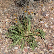 Plancia ëd Balsamorhiza hispidula Sharp