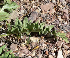 Plancia ëd Balsamorhiza hispidula Sharp