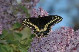 Image of <i>Papilio machaon bairdii</i>