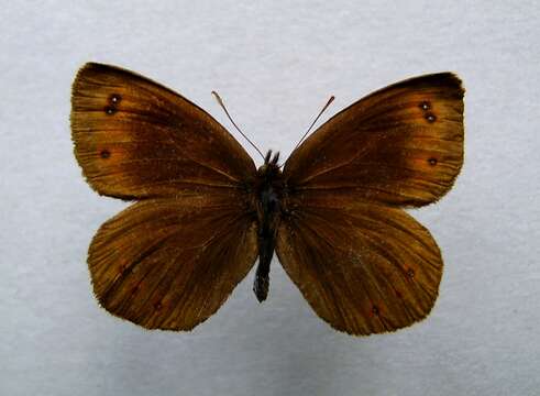 Image of Water Ringlet