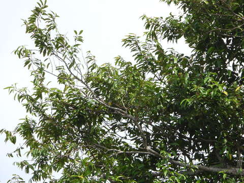 Image of Scarlet-breasted Flowerpecker