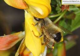 Image of Anthophora plagiata (Illiger 1806)