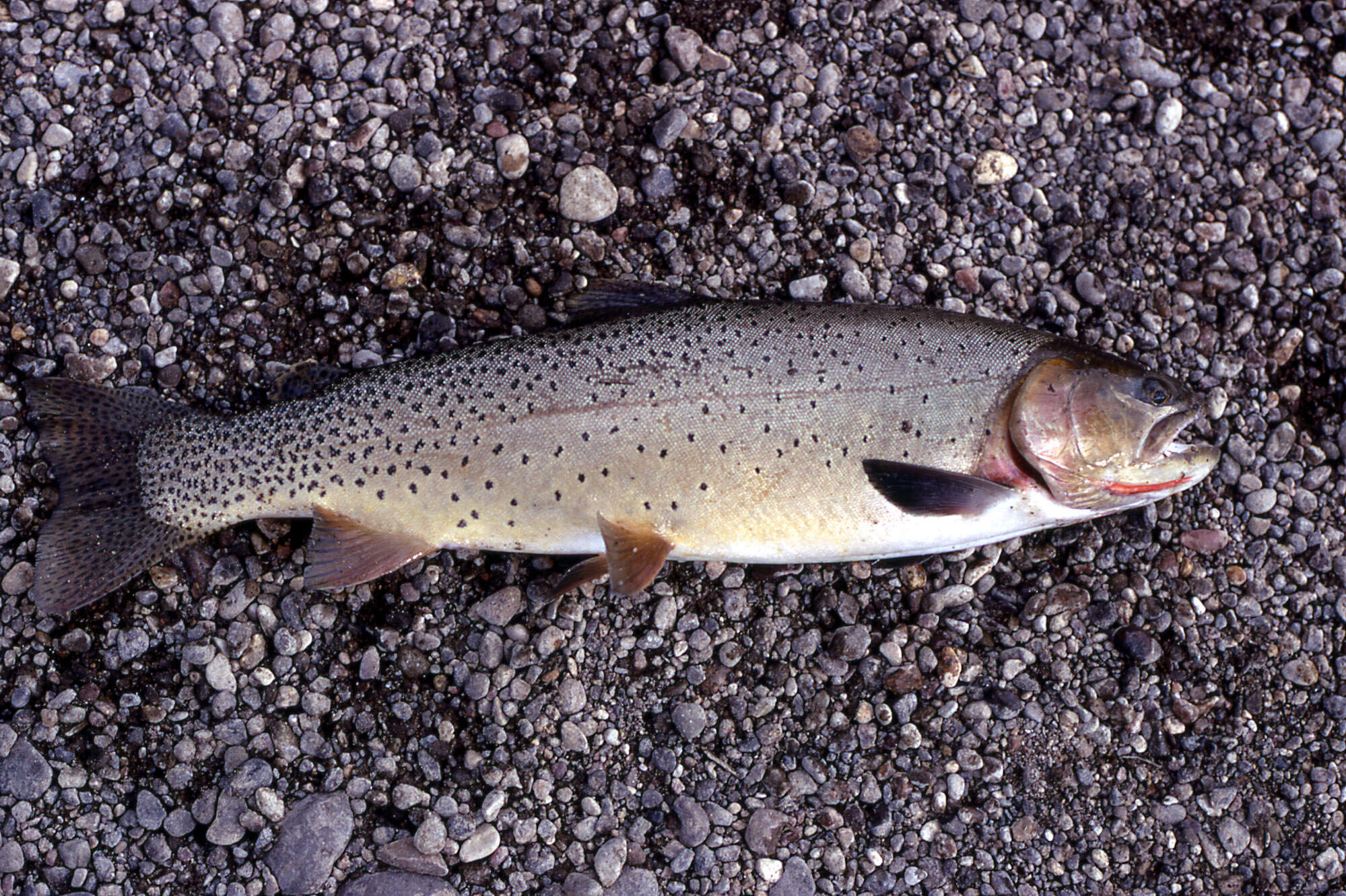 Image of Oncorhynchus clarkii bouvieri