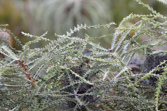 صورة Stipiturus malachurus westernensis Campbell & AJ 1912