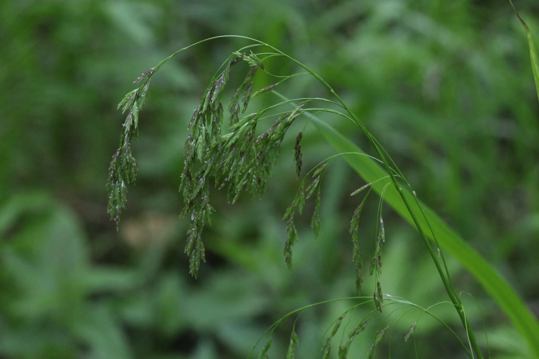 Image of Glyceria lithuanica (Gorski) Gorski