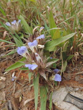 Слика од Blepharis grandis C. B. Cl.