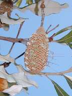 Image of Banksia dentata L. fil.