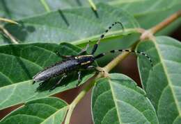 Image of Agapanthia (Epoptes) dahlii nitidipennis Holzschuh 1984