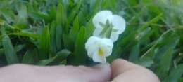 Viola arvensis subsp. arvensis的圖片