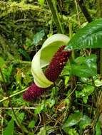 Imagem de Anthurium formosum Schott