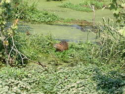 Image of River Rats