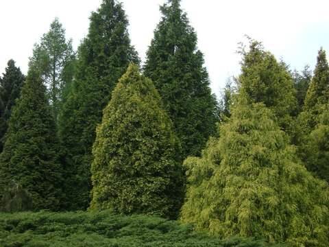 Image of Sawara Cypress