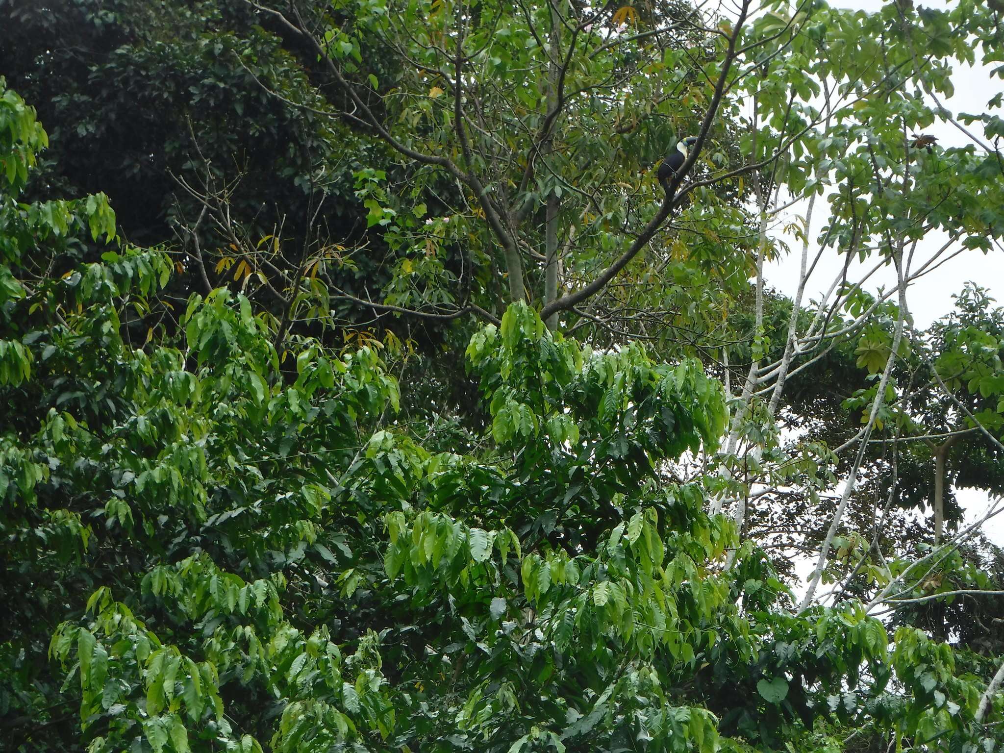 Image of Red-billed Toucan