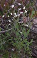 Imagem de Rhodanthe stricta (Lindl.) P. G. Wilson