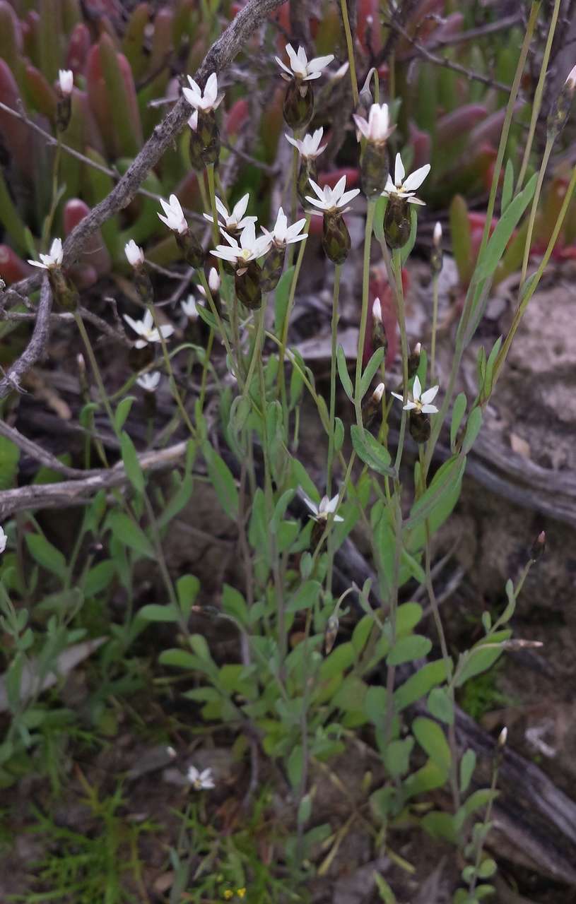 Rhodanthe stricta (Lindl.) P. G. Wilson的圖片