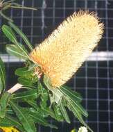 Image of Banksia