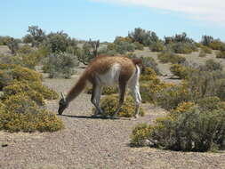 Image of Guanaco