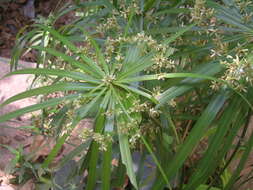 Sivun Cyperus alternifolius L. kuva