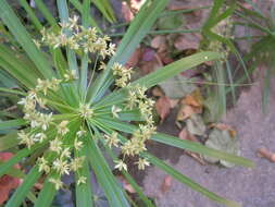 Sivun Cyperus alternifolius L. kuva