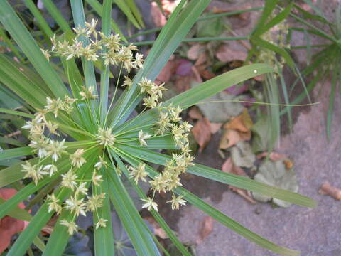 Image of Cyperus alternifolius L.