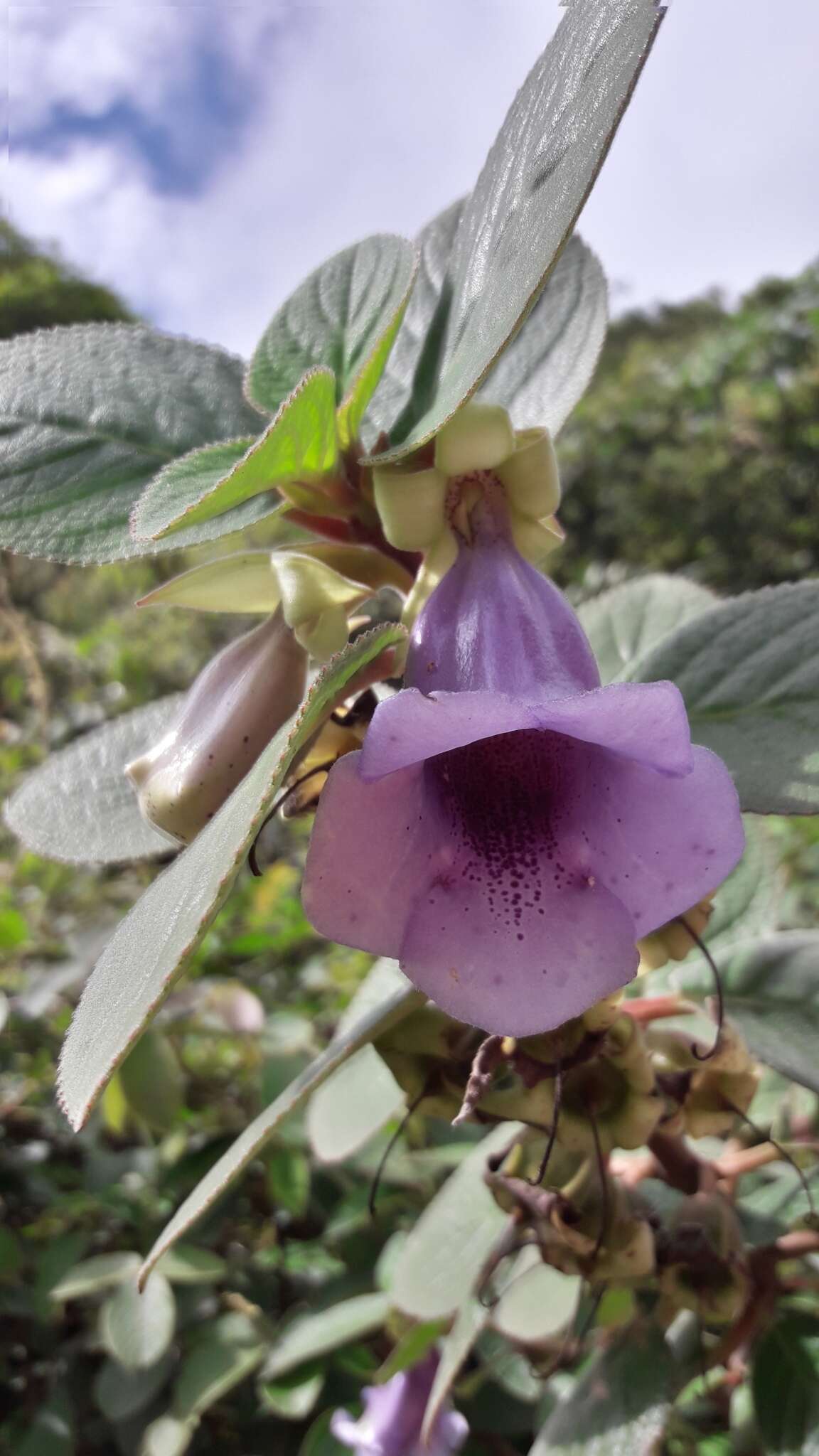 Image of Paliavana tenuiflora Mansf.