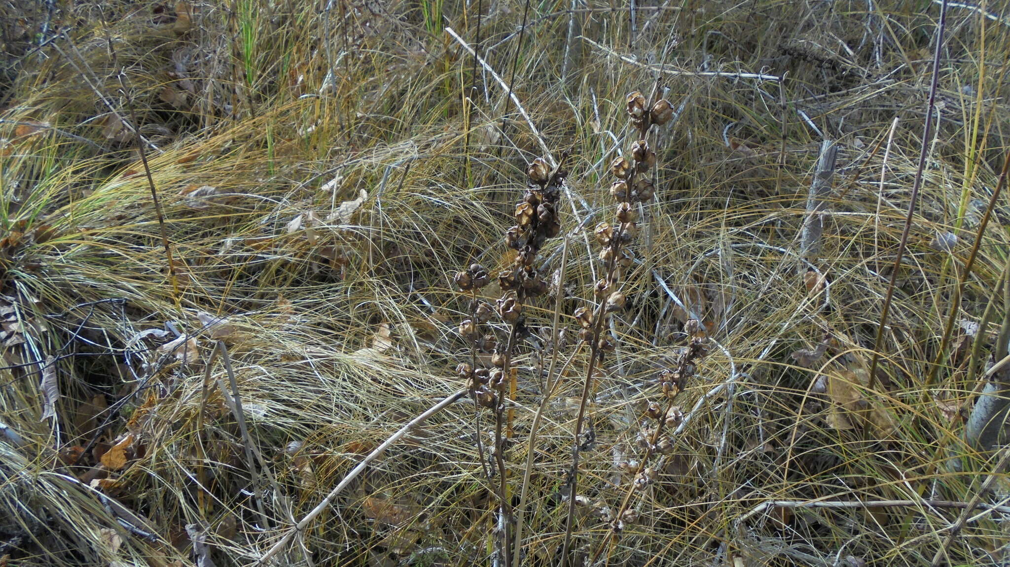 Image of moor-king lousewort