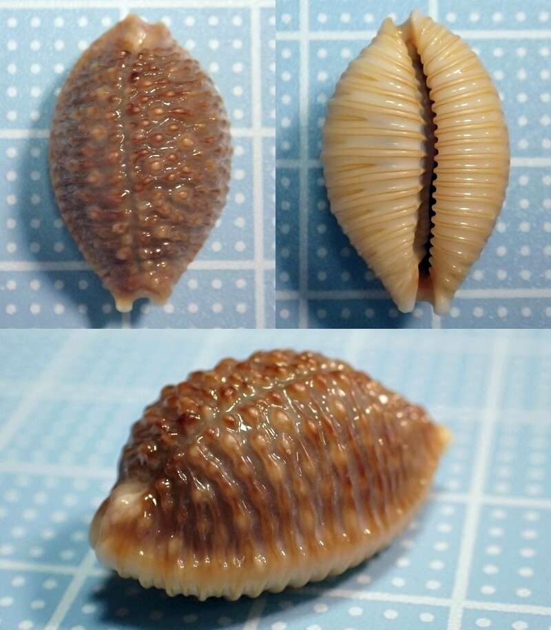 Image of Kernel cowry