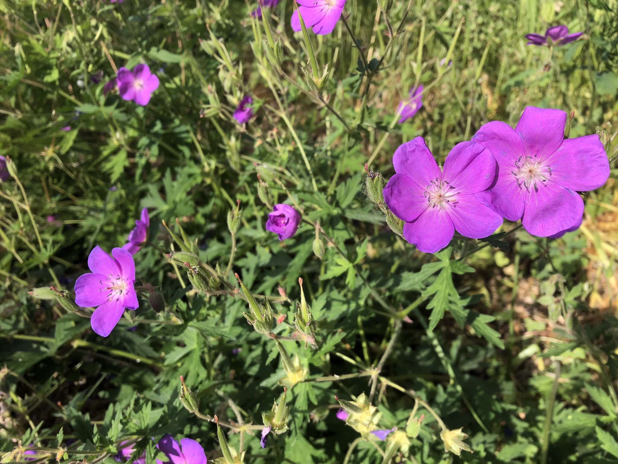 Image of Geranium oreganum Howell