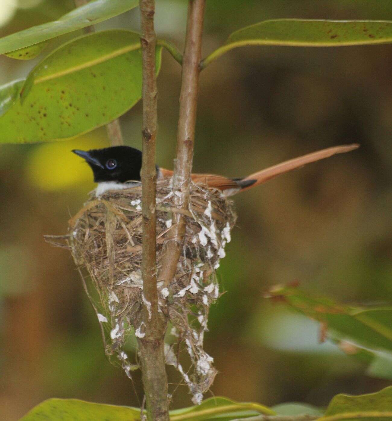 Image of Seychelles Black Paradise Flycatcher