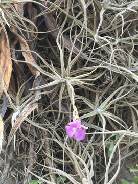 Image of Tillandsia paleacea C. Presl