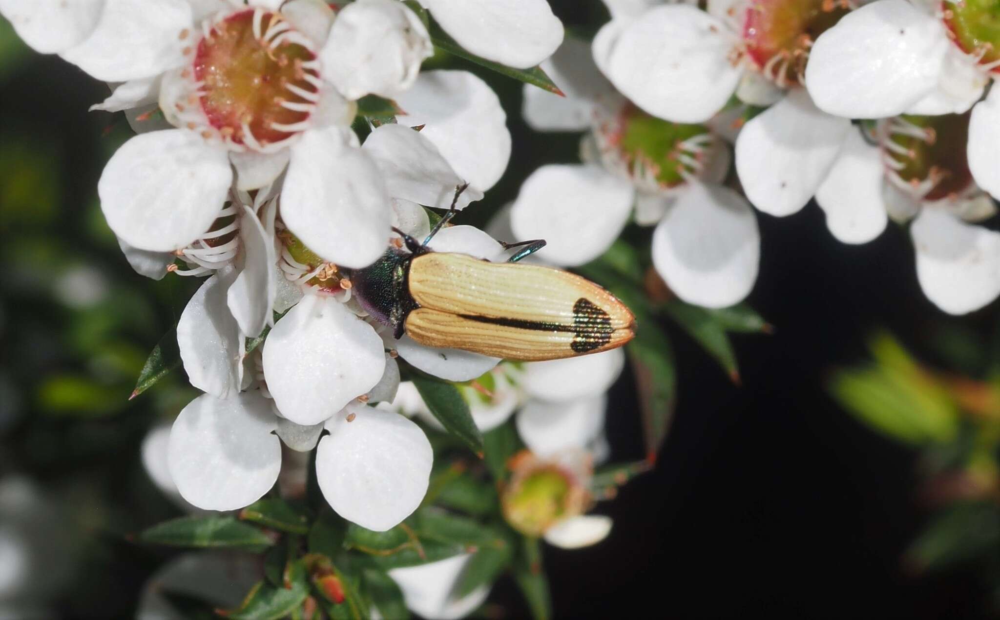 Image of Castiarina fossoria (Carter 1927)