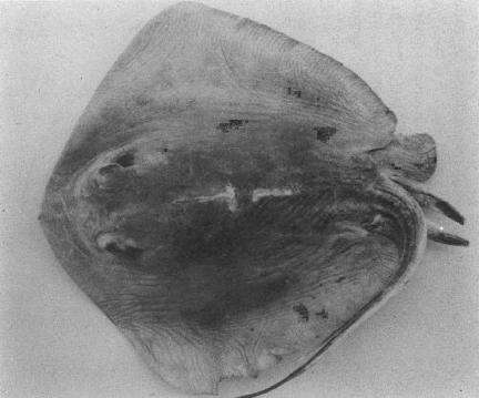 Image of Izu Stingray