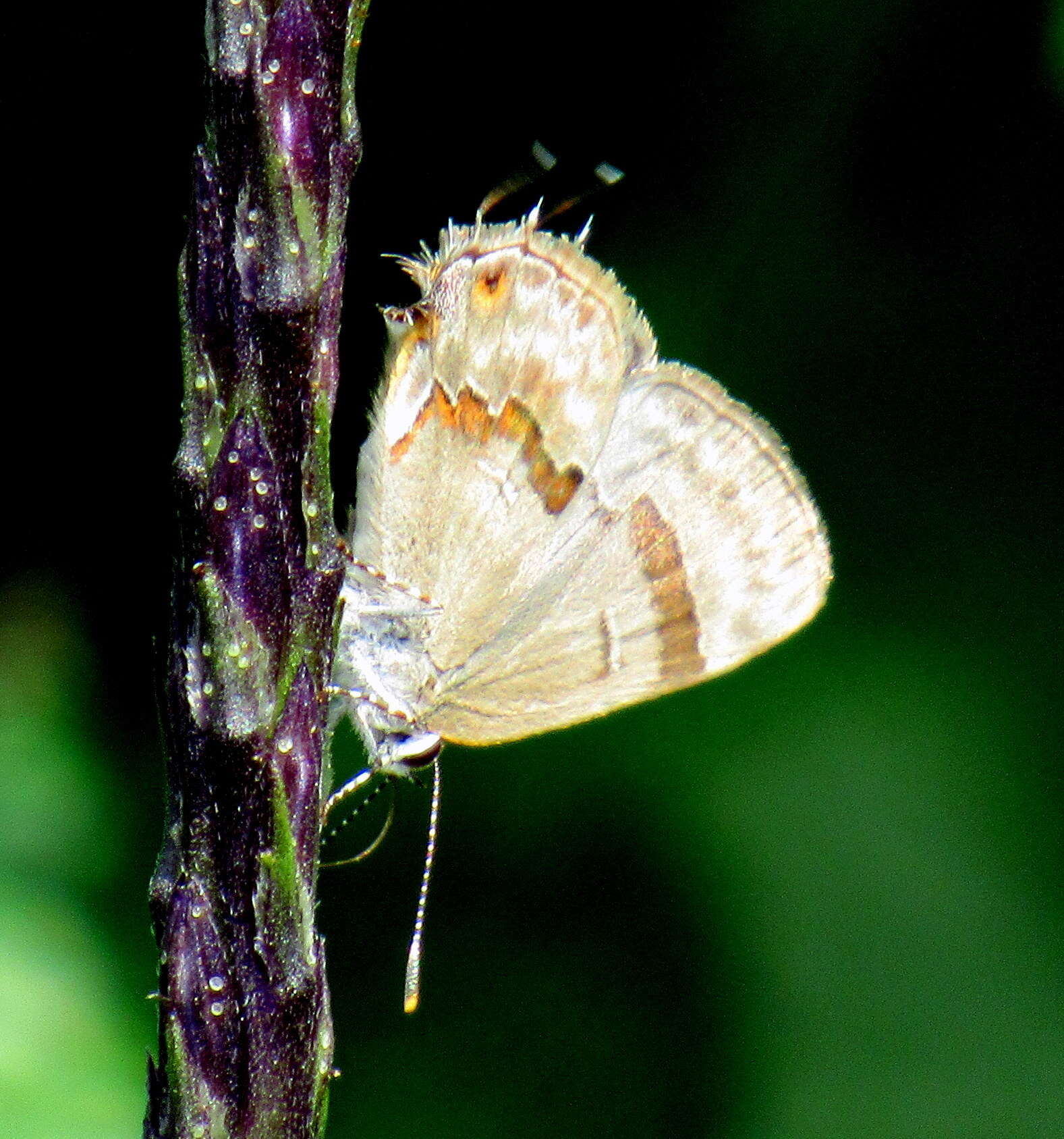 Image of Rubroserrata ecbatana