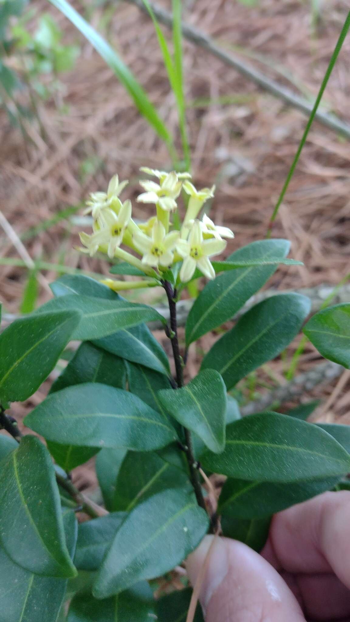 Image of Cestrum euanthes Schltdl.