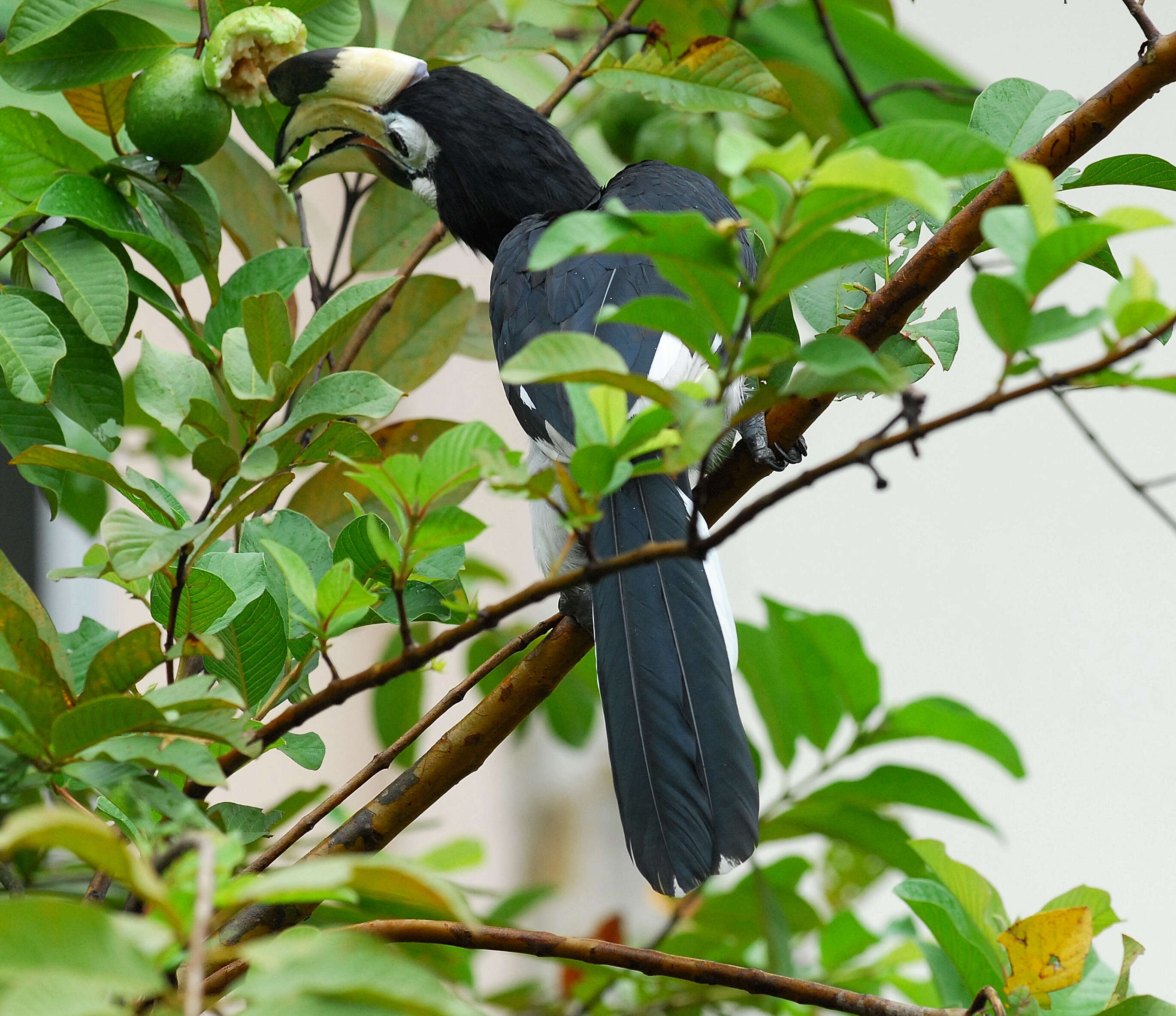 Image of Oriental Pied Hornbill