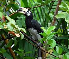 Image of Oriental Pied Hornbill