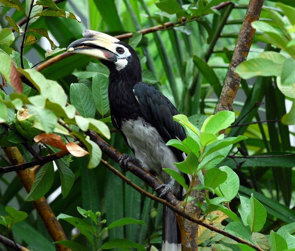 Image of Oriental Pied Hornbill