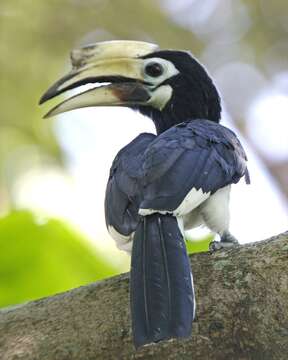 Image of Oriental Pied Hornbill