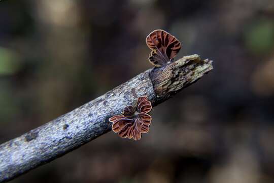 Image of Anthracophyllum