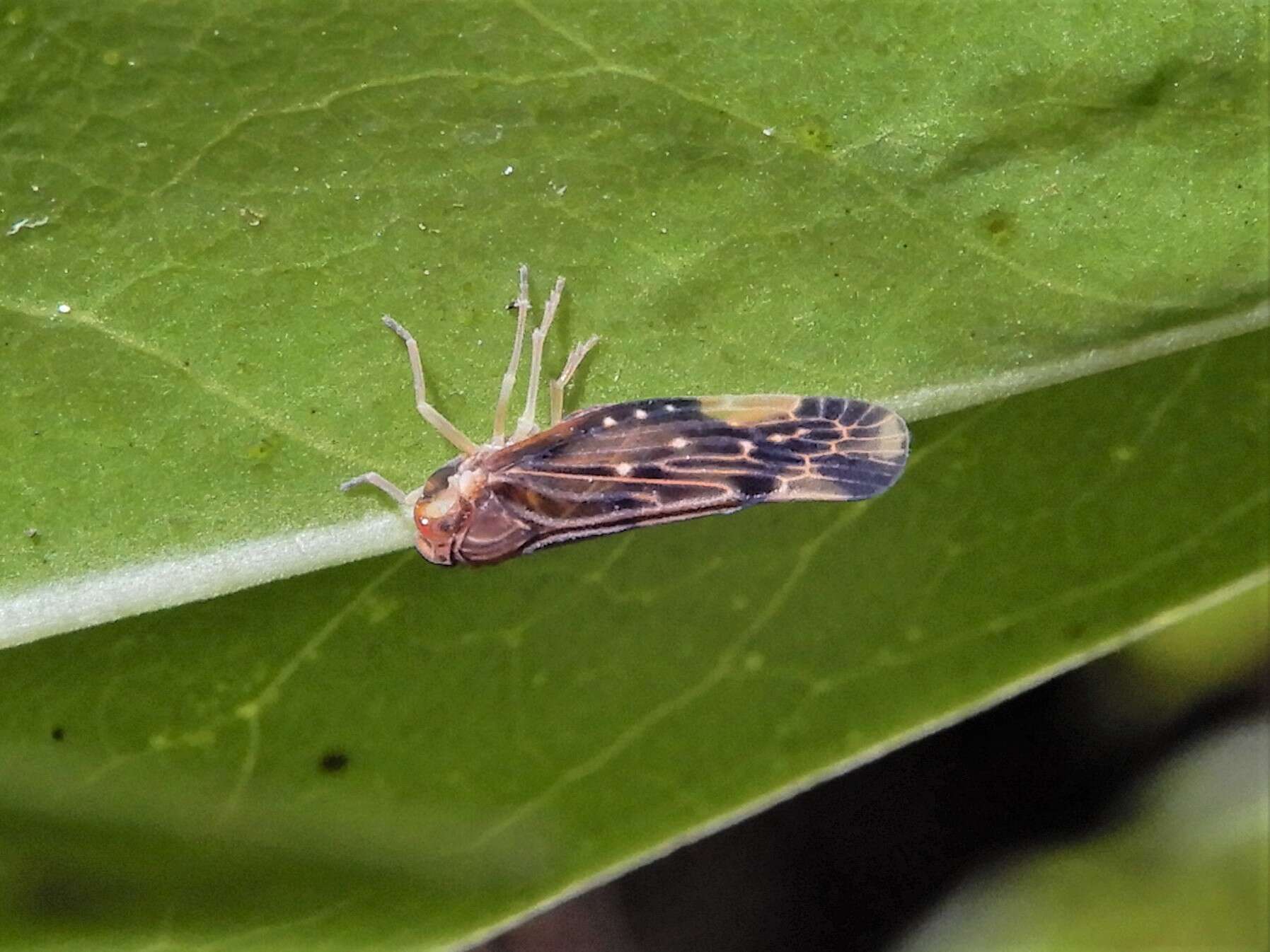 Image of Eocenchrea maorica (Kirkaldy 1909)