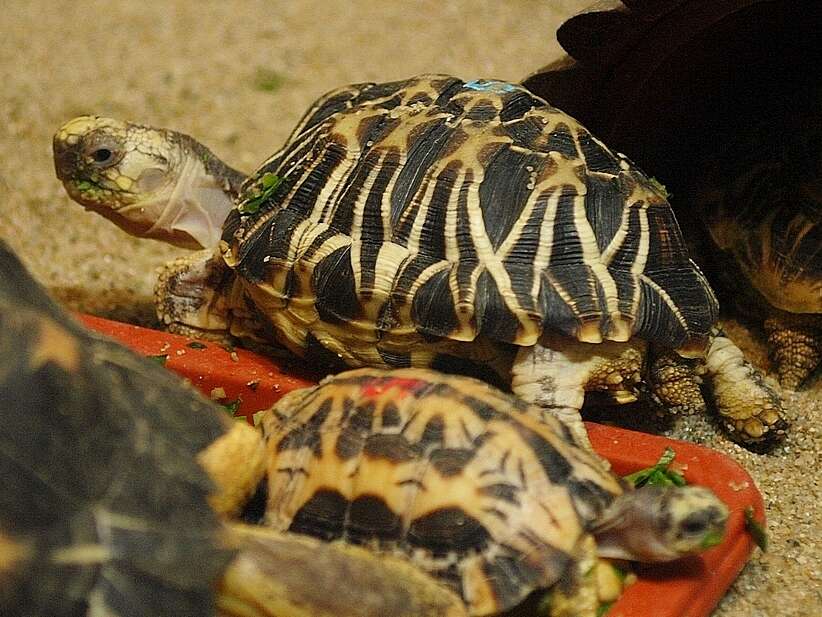 Image of Burmese Starred Tortoise