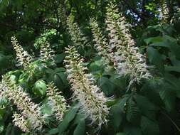 Imagem de Aesculus parviflora Walt.