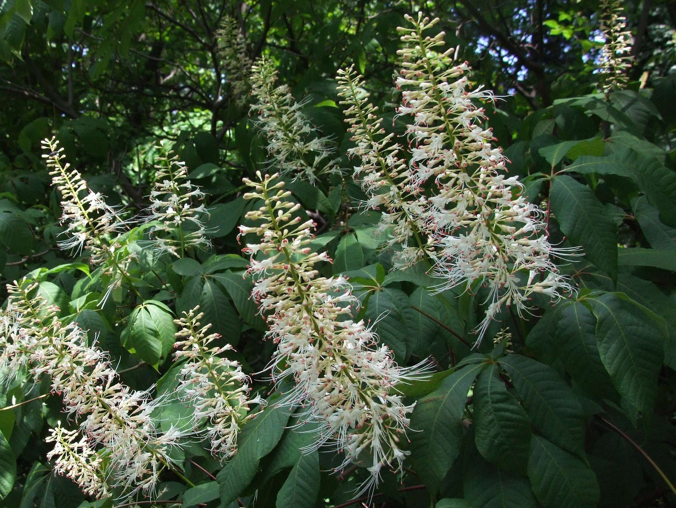 Imagem de Aesculus parviflora Walt.