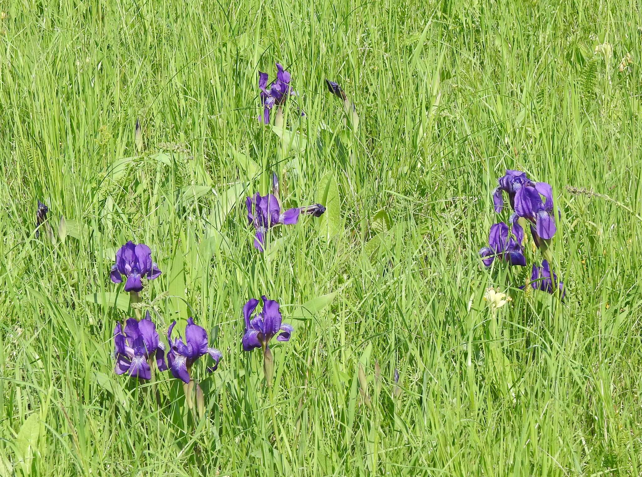 Image of stool iris