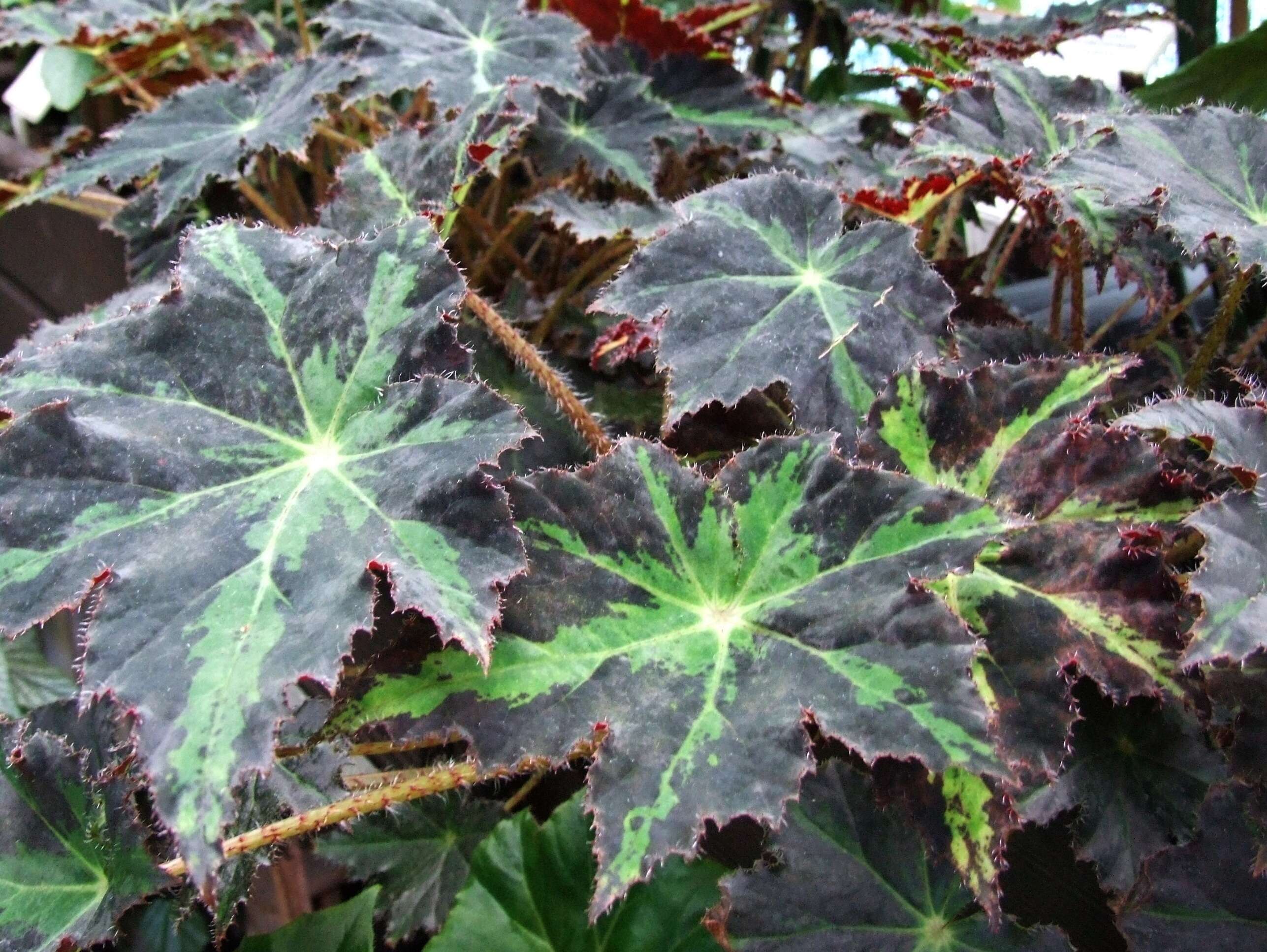 Image of starleaf begonia