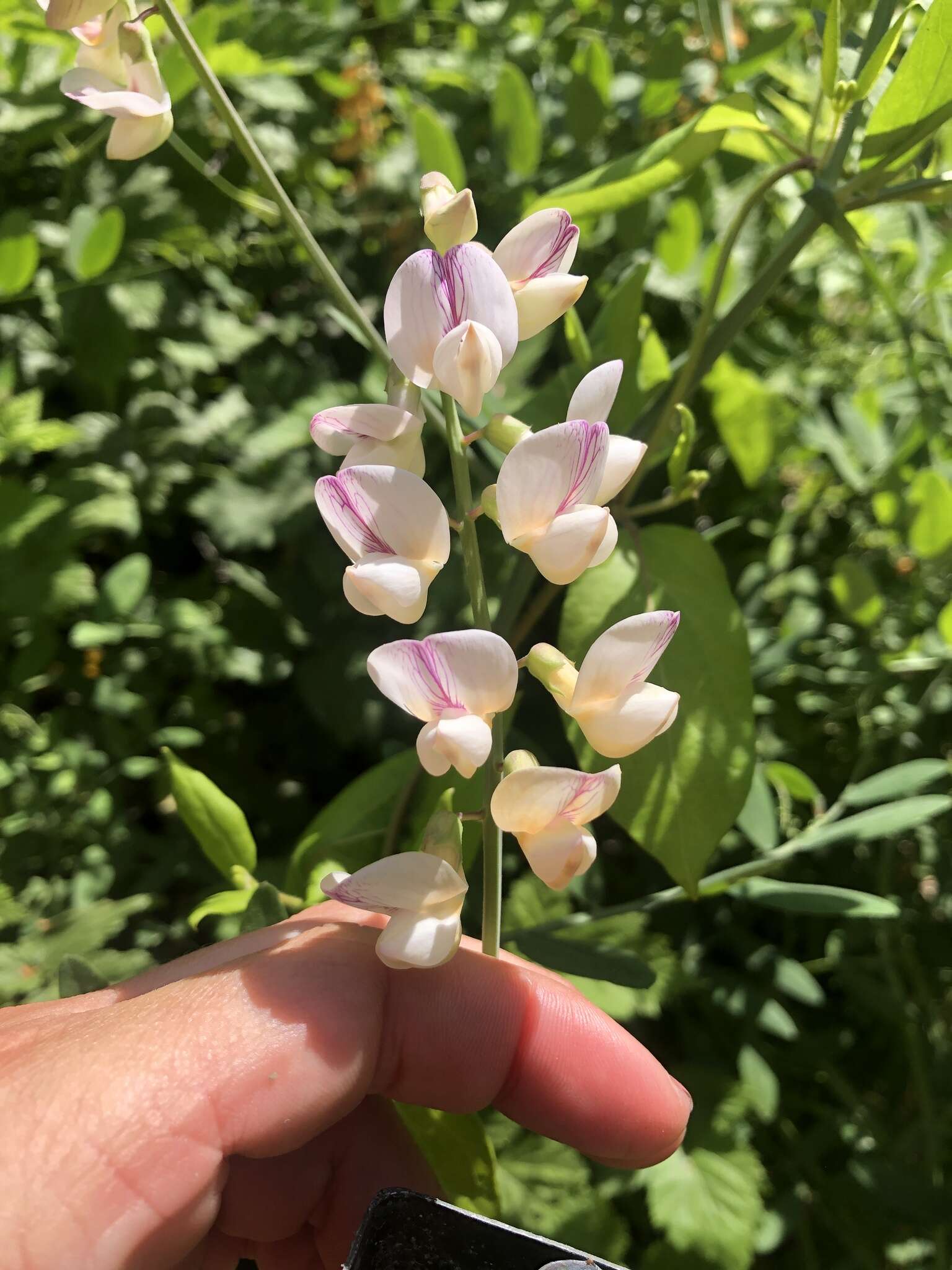 Imagem de Lathyrus jepsonii subsp. californicus (S. Watson) C. L. Hitchc.