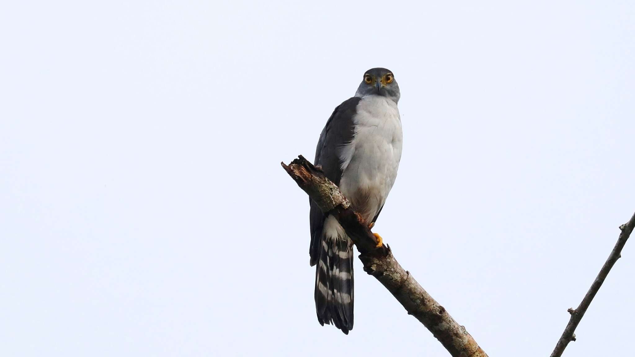 Image of Bicolored Hawk