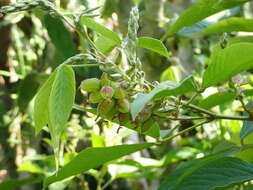 Flemingia macrophylla (Willd.) Merr. resmi