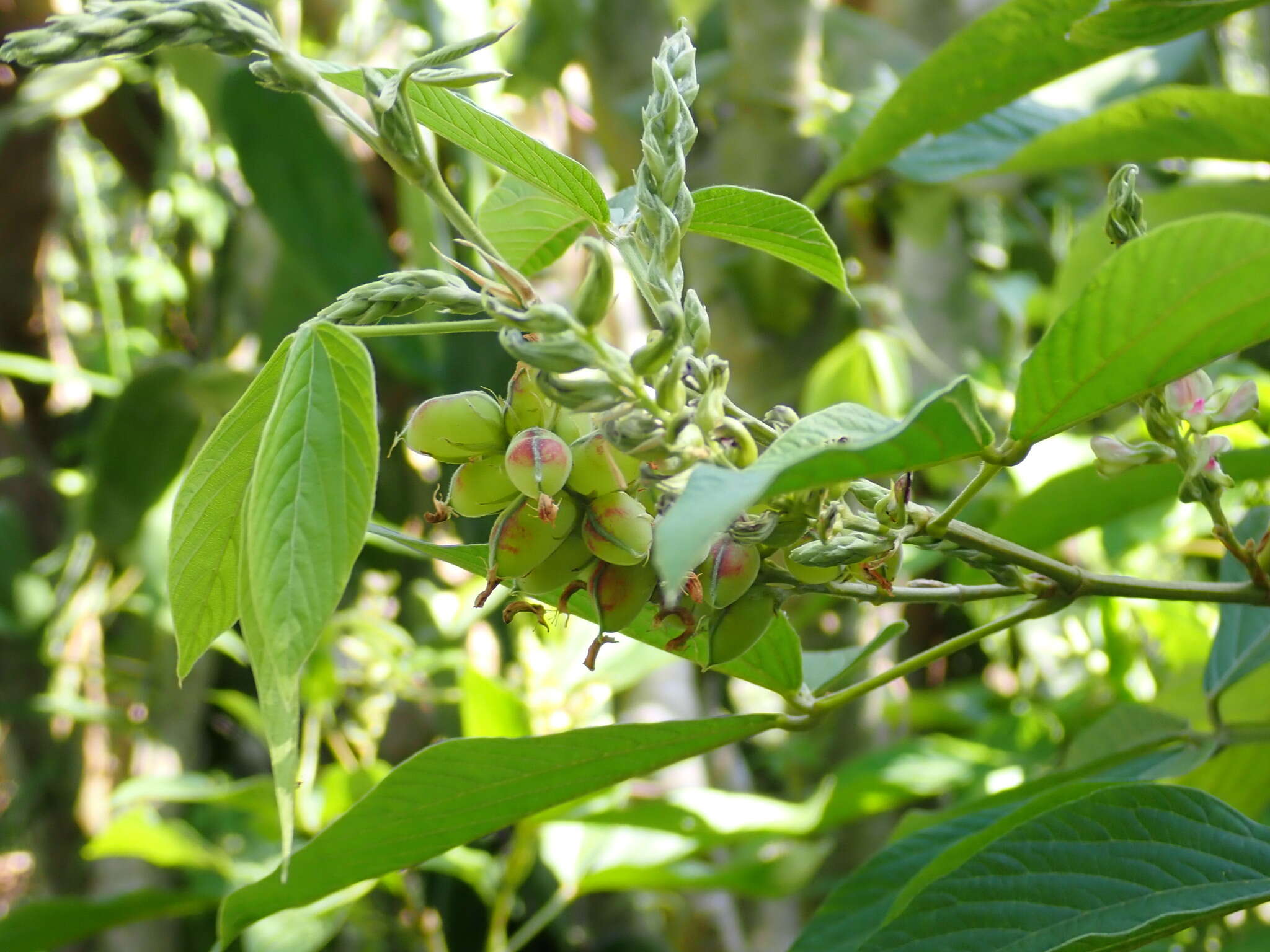 Слика од Flemingia macrophylla (Willd.) Merr.